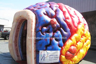 Brain Model Organs Exhibition Giant mega inflável Brain Tent grande humano