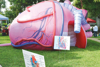 Exposição médica gigante inflável das atividades de Brain Heart Lungs For Teaching dos órgãos humanos