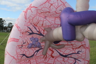 Eventos infláveis gigantes da exposição de Lung Model Advertising For Medical