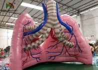 Barraca cor de carne da mostra do órgão do modelo do pulmão da simulação da explosão para o estudo médico